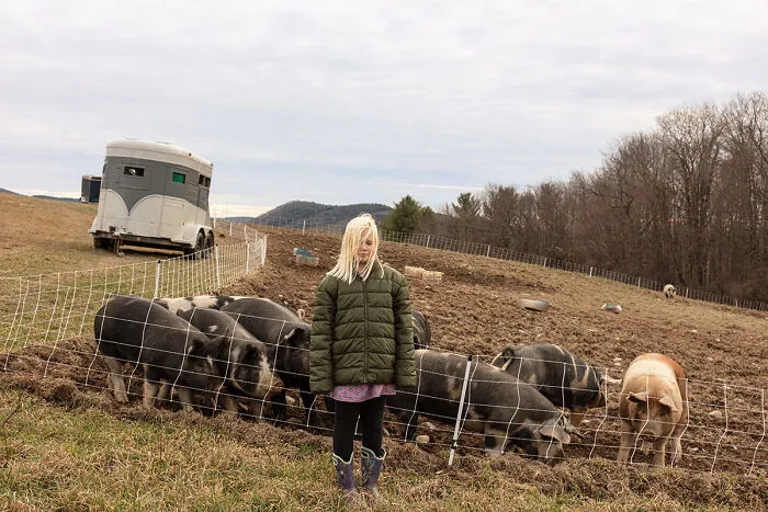 Daisy And The Pigs By Susan Anthony