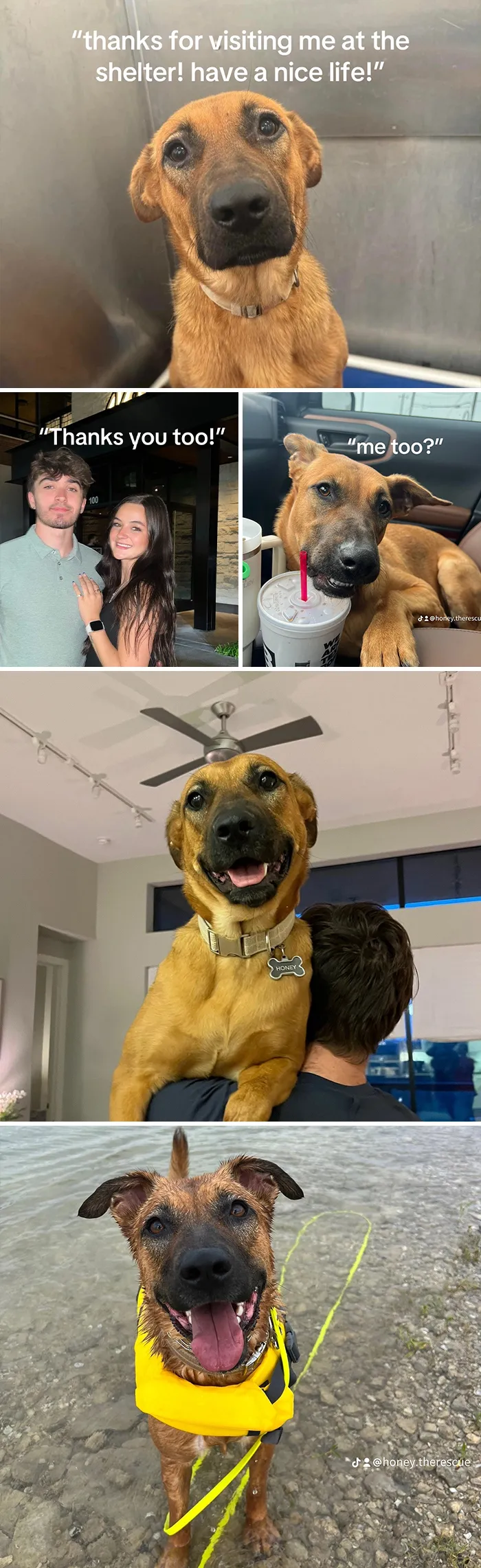 This New Trend Has People Sharing Their Tearjerking Pet Adoption Stories And These 50 Made Us Cry
