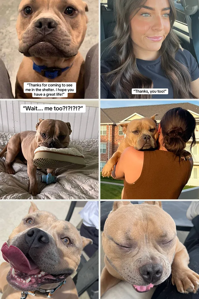 Happy adopted dog with new owner showcasing joyful adoption moments and companionship in heartwarming adoption pics.