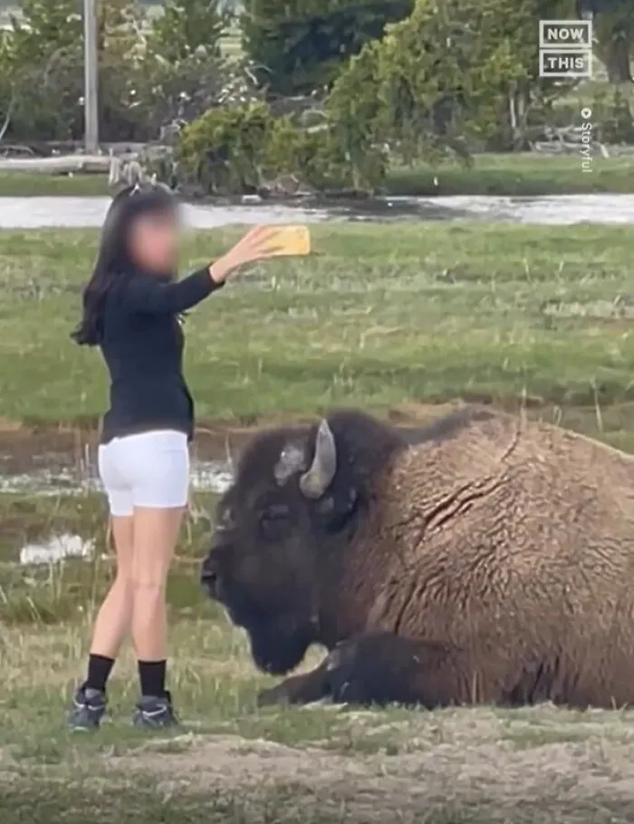 Una mujer tomándose un selfie se acerca demasiado a un bisonte en Yellowstone