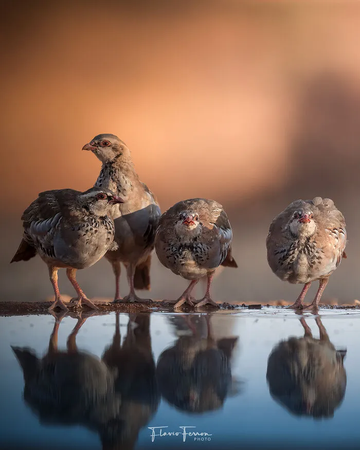 This Photographer Captured 40 Breathtaking Shots Of Wildlife