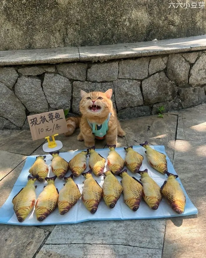 50 Pics Of ‘Cats With Jobs’ That Prove There Isn’t Anything Felines Can’t Do (New Pics)