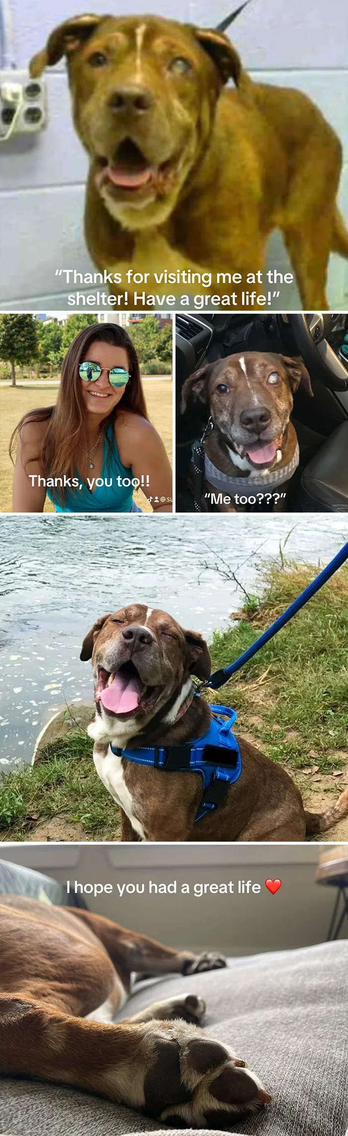 This New Trend Has People Sharing Their Tearjerking Pet Adoption Stories And These 50 Made Us Cry
