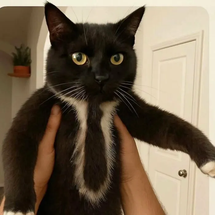 34 Gatos con «auras poderosas» retratados por sus dueños