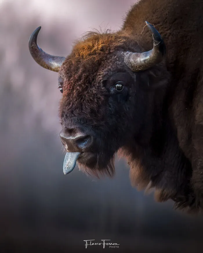 This Photographer Captured 40 Breathtaking Shots Of Wildlife