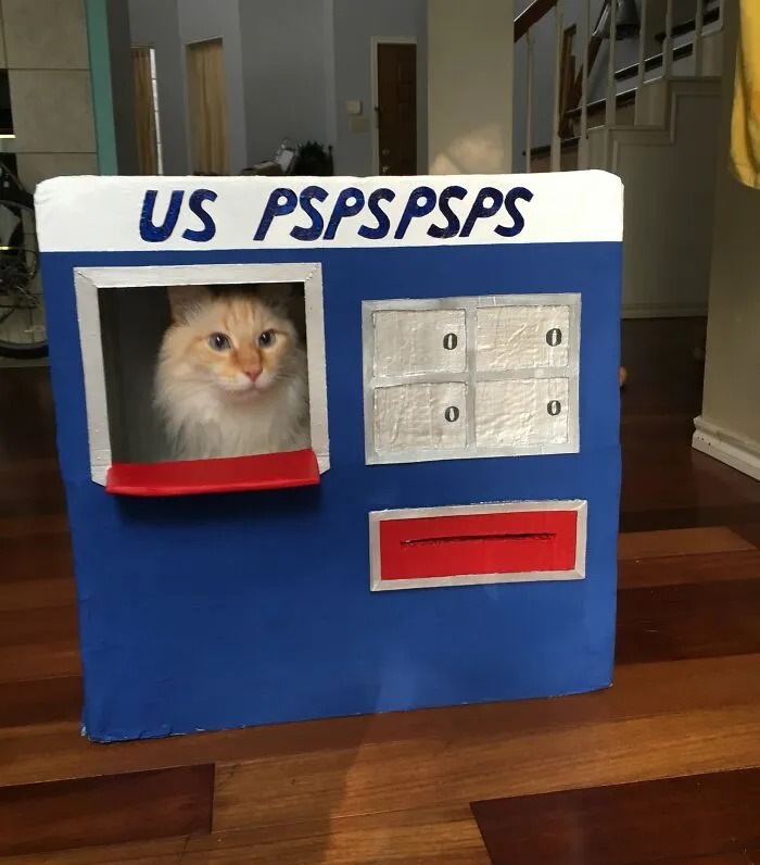 50 Pics Of ‘Cats With Jobs’ That Prove There Isn’t Anything Felines Can’t Do (New Pics)