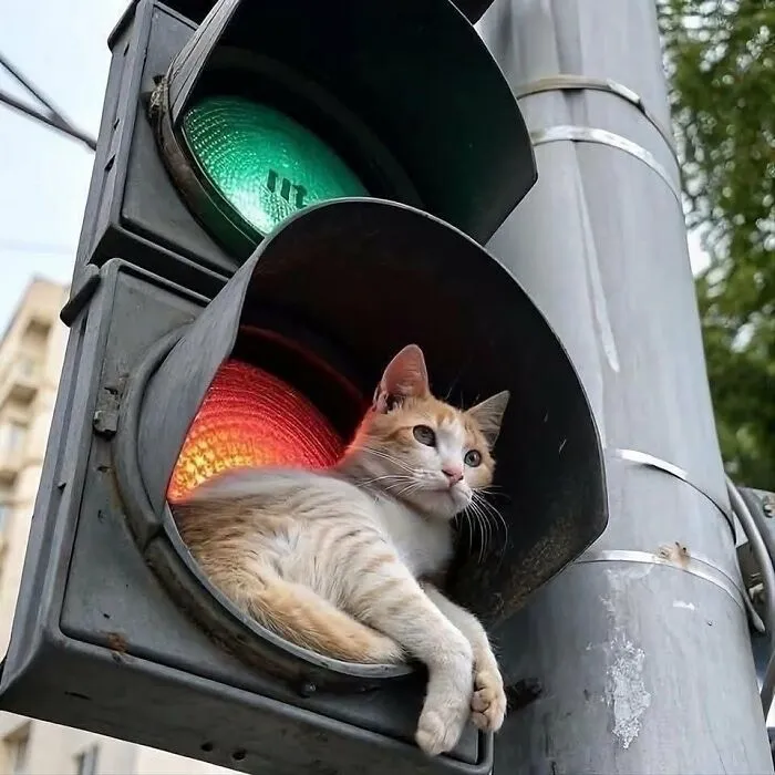 34 Gatos con «auras poderosas» retratados por sus dueños
