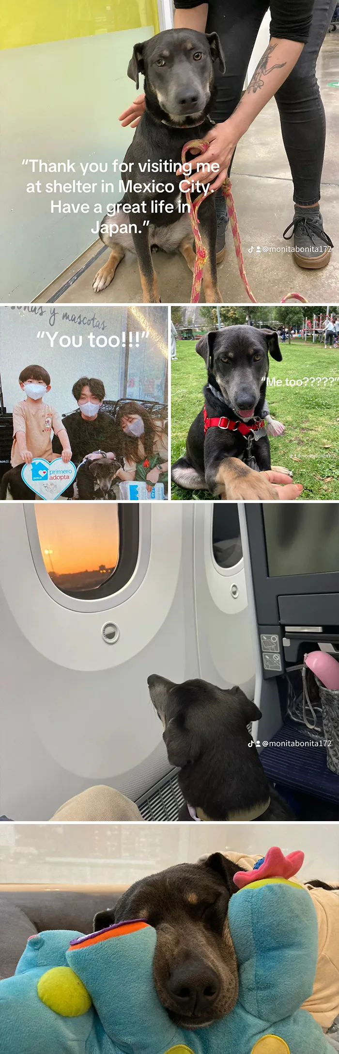 This New Trend Has People Sharing Their Tearjerking Pet Adoption Stories And These 50 Made Us Cry