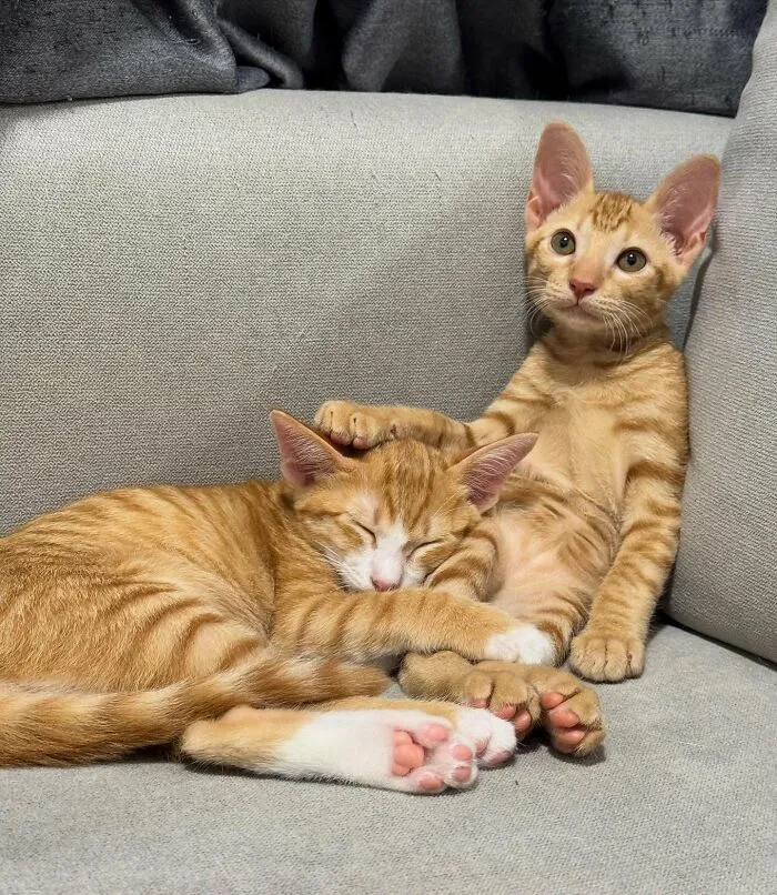 34 Gatos con «auras poderosas» retratados por sus dueños