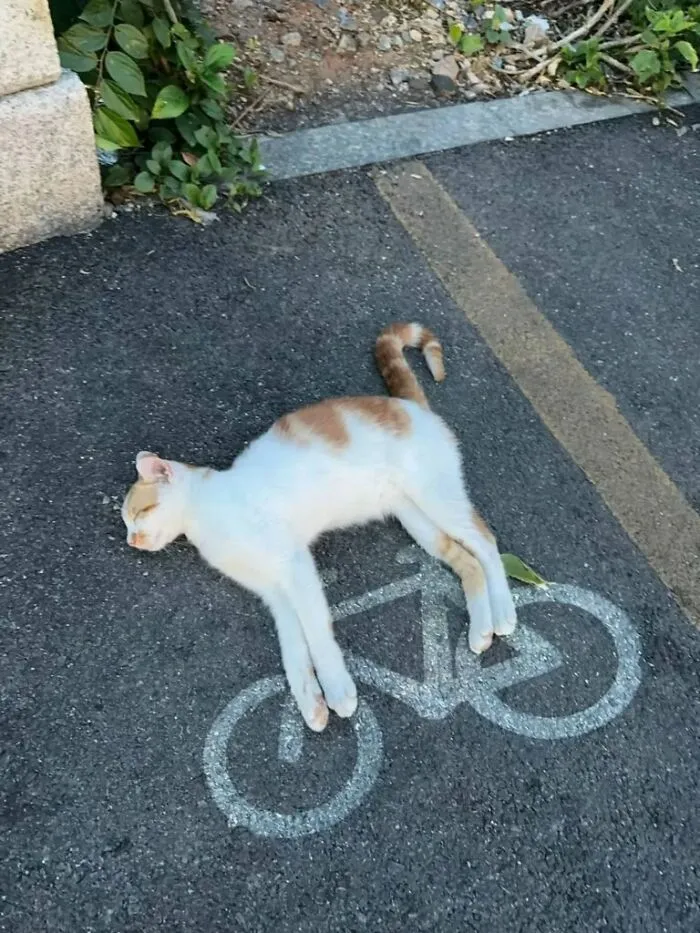 34 Gatos con «auras poderosas» retratados por sus dueños