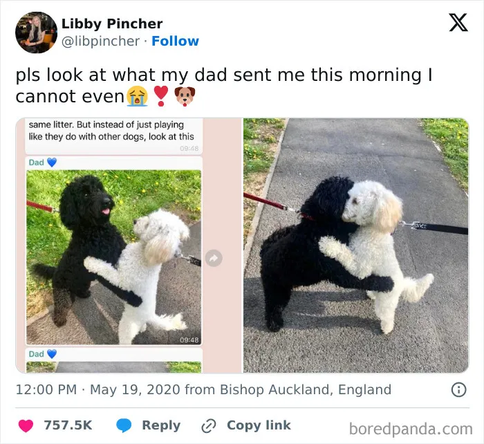 Two dogs hugging on a walk, a heartwarming story to cleanse your feed from negativity and spread joy.