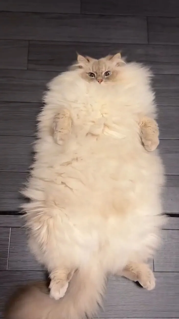 Gato esponjoso acostado de espaldas sobre piso oscuro mostrando un aura poderosa y divertida.