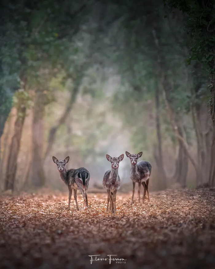 This Photographer Captured 40 Breathtaking Shots Of Wildlife