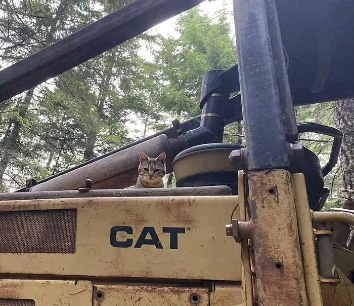 50 Pics Of ‘Cats With Jobs’ That Prove There Isn’t Anything Felines Can’t Do (New Pics)