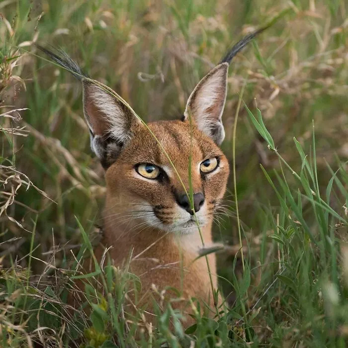 40 Mesmerizing Wildlife Photos From Around The Globe By Daniel Rosengren