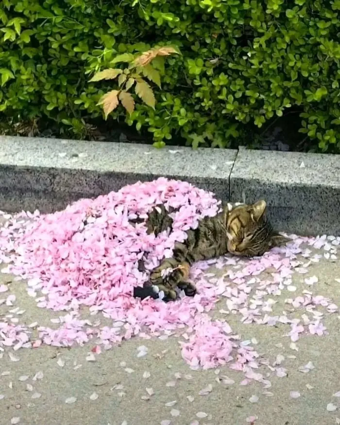 34 Gatos con «auras poderosas» retratados por sus dueños