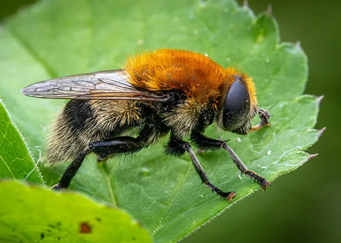Insecto de cuerpo peludo y colorido posado sobre hoja verde, resaltando verdades inquietantes sobre animales.