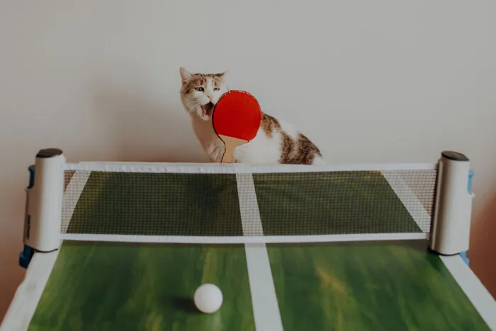 My Cats Trained Hard For Their Own Sports Calendar, And The Photos Are Gold Medal-Worthy (13 Pics)