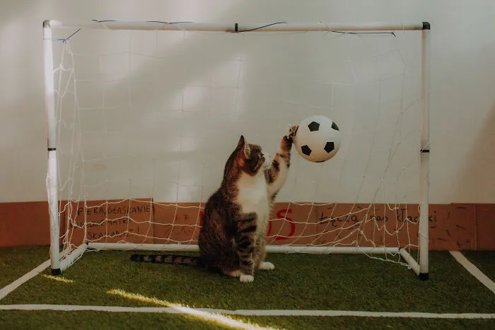 My Cats Trained Hard For Their Own Sports Calendar, And The Photos Are Gold Medal-Worthy (13 Pics)