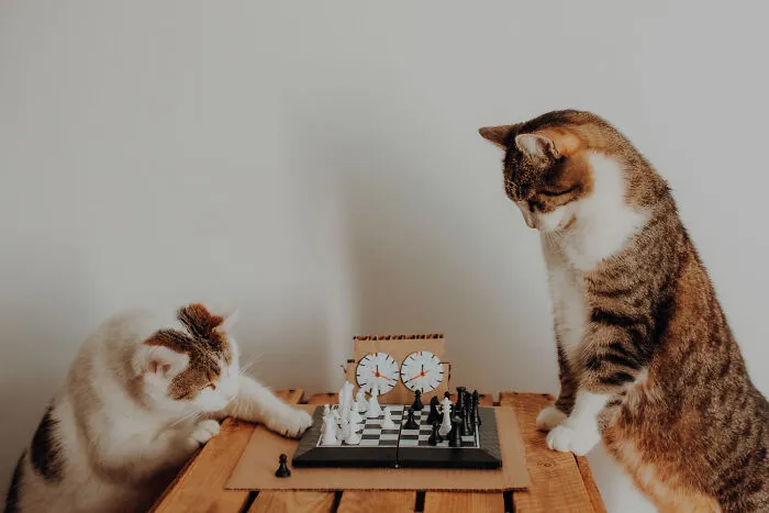 My Cats Trained Hard For Their Own Sports Calendar, And The Photos Are Gold Medal-Worthy (13 Pics)