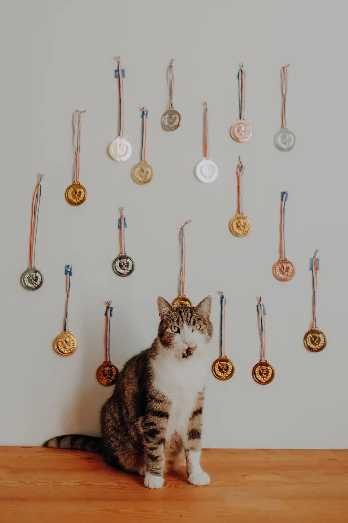My Cats Trained Hard For Their Own Sports Calendar, And The Photos Are Gold Medal-Worthy (13 Pics)