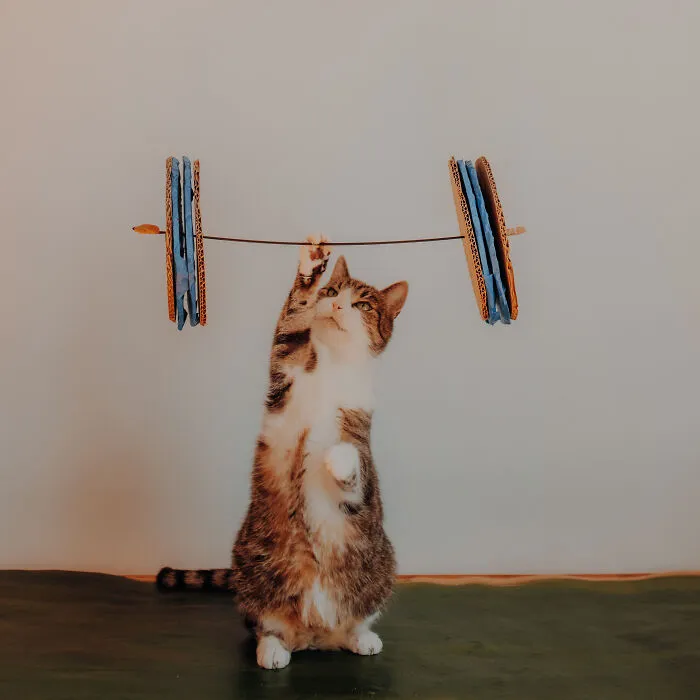 My Cats Trained Hard For Their Own Sports Calendar, And The Photos Are Gold Medal-Worthy (13 Pics)