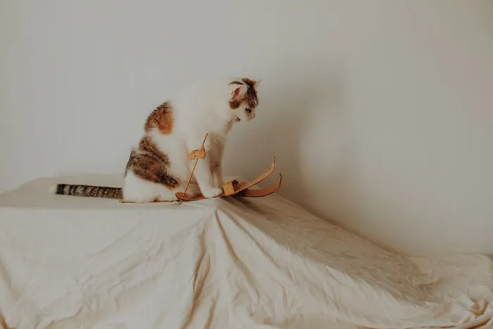 My Cats Trained Hard For Their Own Sports Calendar, And The Photos Are Gold Medal-Worthy (13 Pics)