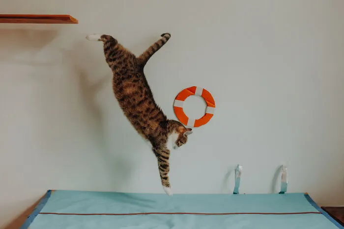 My Cats Trained Hard For Their Own Sports Calendar, And The Photos Are Gold Medal-Worthy (13 Pics)