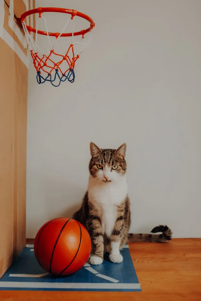 My Cats Trained Hard For Their Own Sports Calendar, And The Photos Are Gold Medal-Worthy (13 Pics)