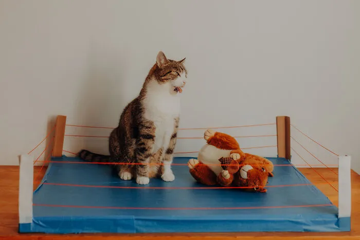 My Cats Trained Hard For Their Own Sports Calendar, And The Photos Are Gold Medal-Worthy (13 Pics)