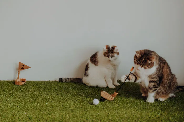 My Cats Trained Hard For Their Own Sports Calendar, And The Photos Are Gold Medal-Worthy (13 Pics)