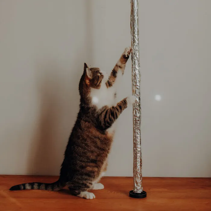 My Cats Trained Hard For Their Own Sports Calendar, And The Photos Are Gold Medal-Worthy (13 Pics)