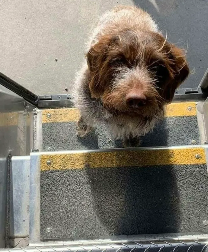 50 Of The Cutest Dogs And Other Pets UPS Drivers Met While On The Job (New Pics)