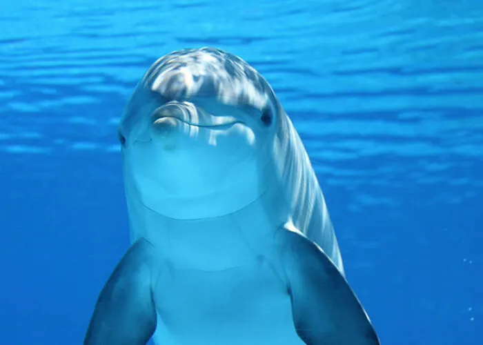 22 Verdades inquietantes sobre los animales que quizá desearías no saber