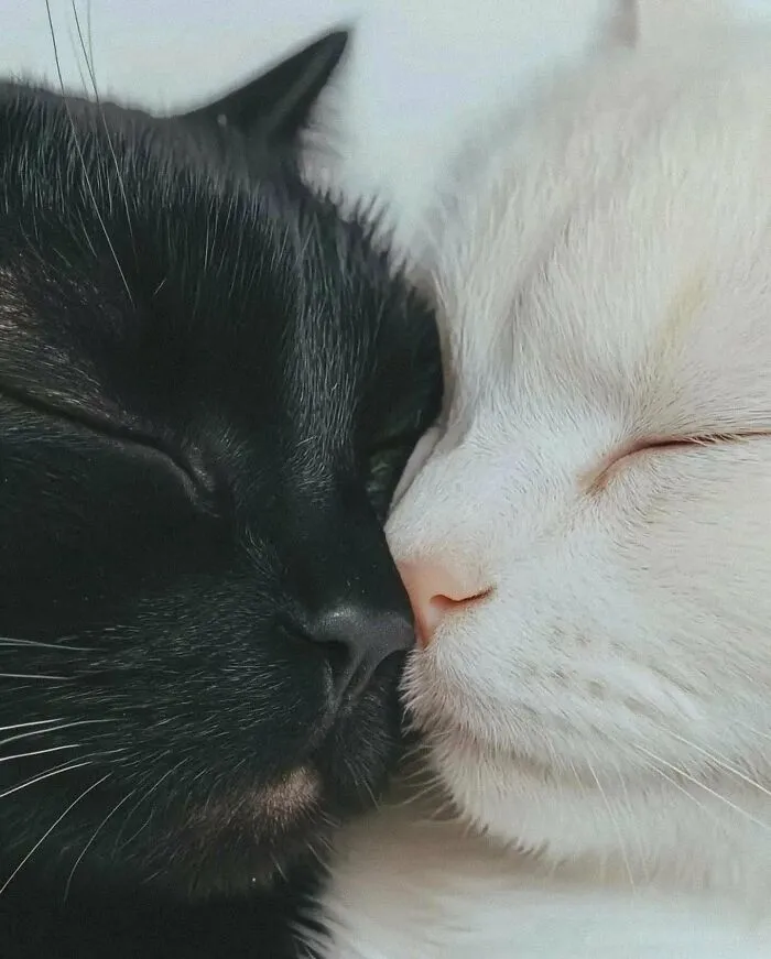34 Gatos con «auras poderosas» retratados por sus dueños