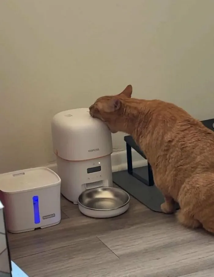 "Cats With Pawerful Aura": 50 Hilarious Cats To Boost Your Aura Points