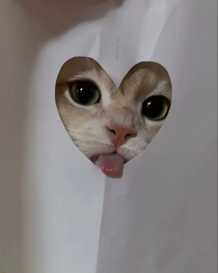 34 Gatos con «auras poderosas» retratados por sus dueños