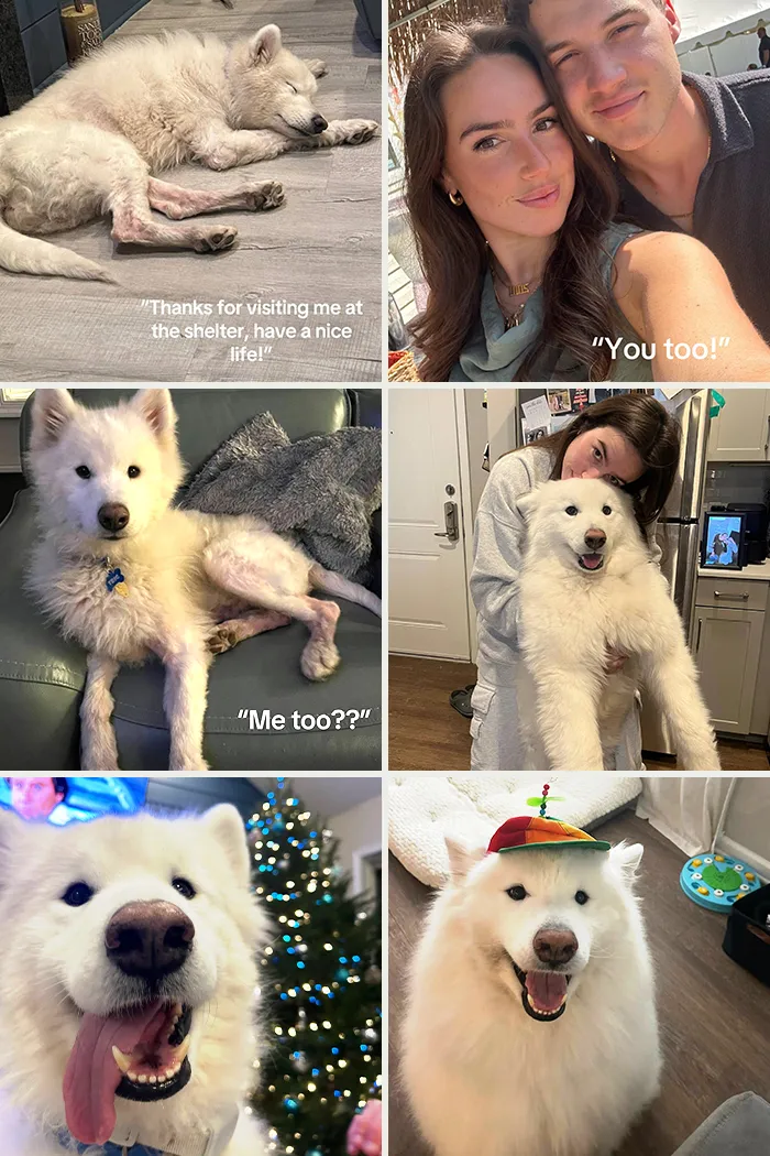 This New Trend Has People Sharing Their Tearjerking Pet Adoption Stories And These 50 Made Us Cry