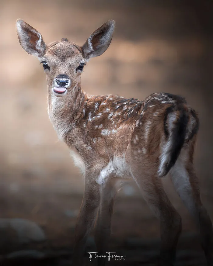 This Photographer Captured 40 Breathtaking Shots Of Wildlife