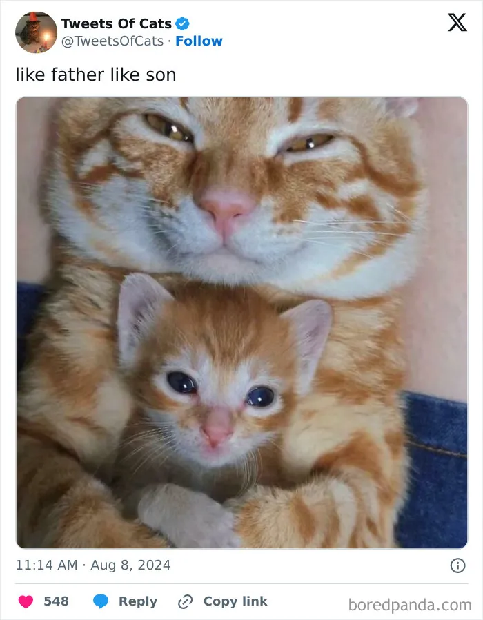 50 Hilarious Cat Memes And Pics That Prove They’re The Best Antidote To Stress