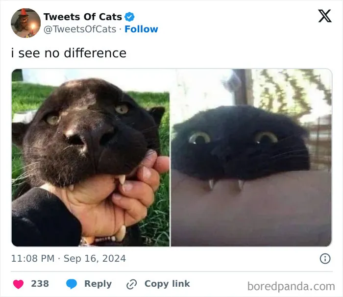 50 Hilarious Cat Memes And Pics That Prove They’re The Best Antidote To Stress