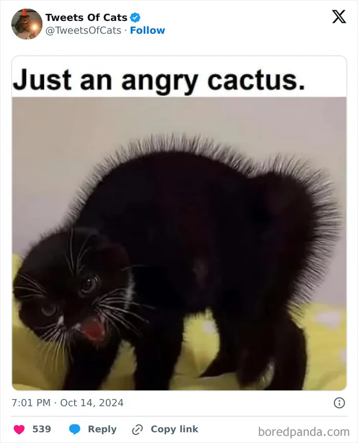 50 Hilarious Cat Memes And Pics That Prove They’re The Best Antidote To Stress
