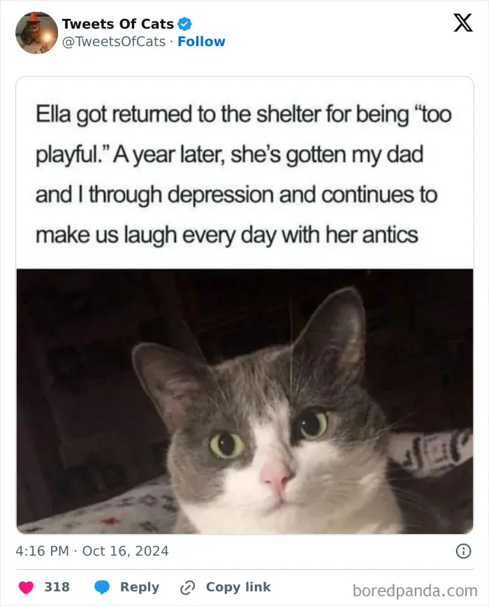 50 Hilarious Cat Memes And Pics That Prove They’re The Best Antidote To Stress