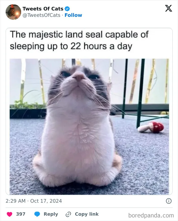 50 Hilarious Cat Memes And Pics That Prove They’re The Best Antidote To Stress