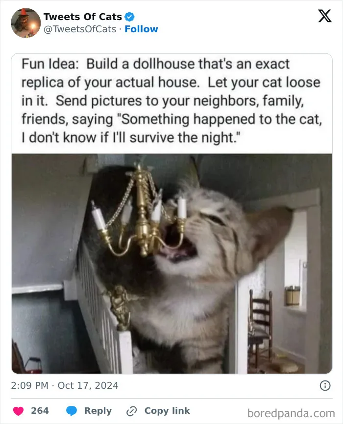 50 Hilarious Cat Memes And Pics That Prove They’re The Best Antidote To Stress