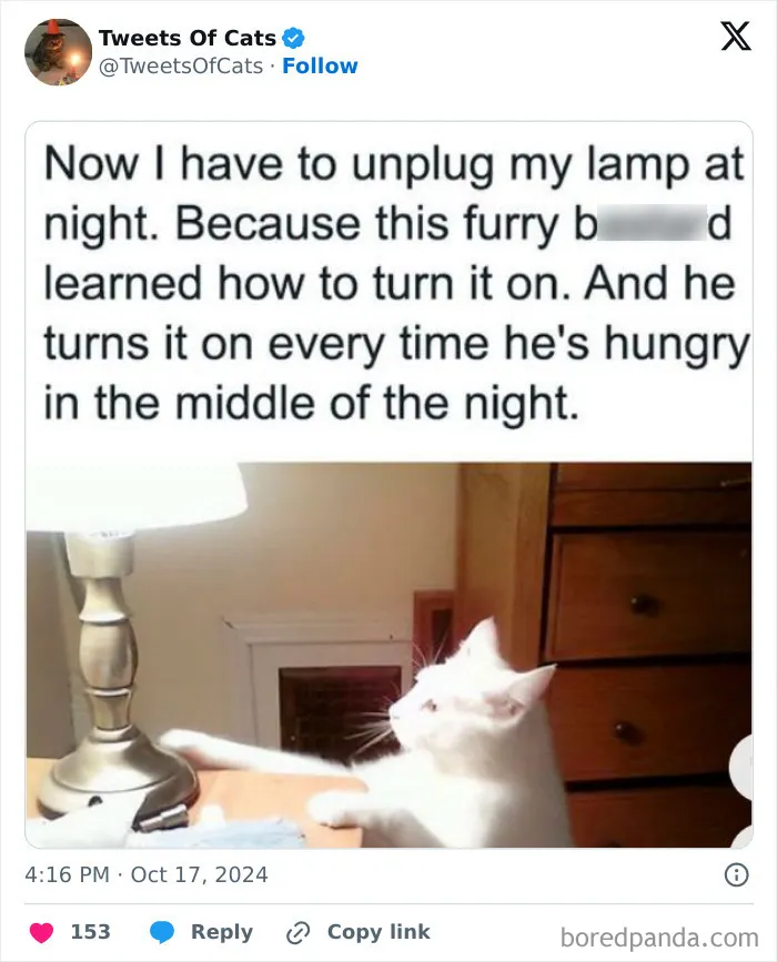50 Hilarious Cat Memes And Pics That Prove They’re The Best Antidote To Stress