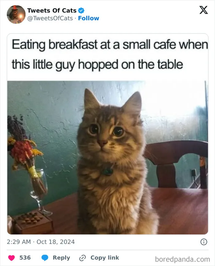 50 Hilarious Cat Memes And Pics That Prove They’re The Best Antidote To Stress