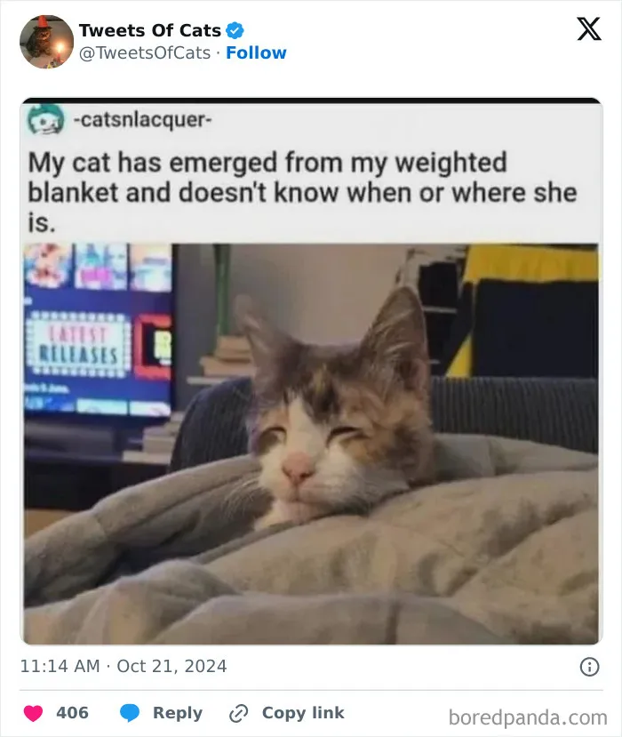 50 Hilarious Cat Memes And Pics That Prove They’re The Best Antidote To Stress