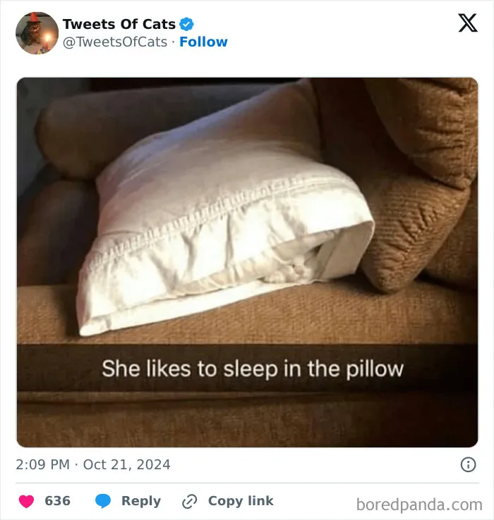 50 Hilarious Cat Memes And Pics That Prove They’re The Best Antidote To Stress