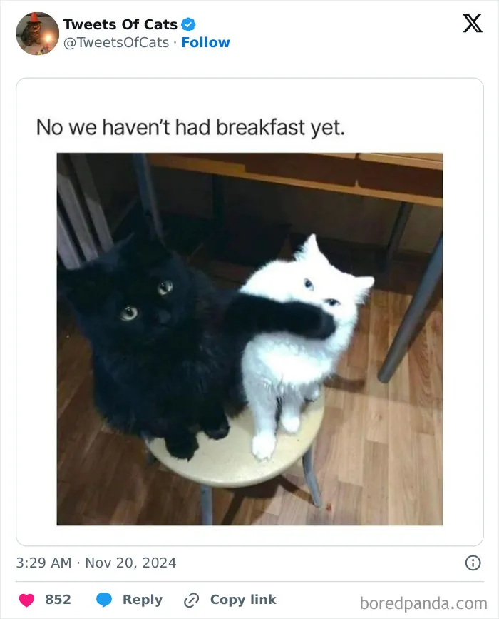 50 Hilarious Cat Memes And Pics That Prove They’re The Best Antidote To Stress